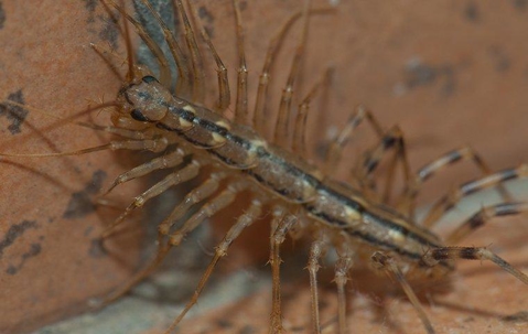 Centipede