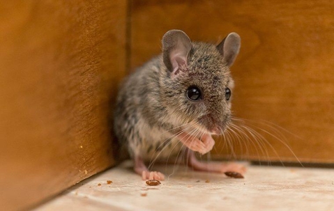 Mouse
