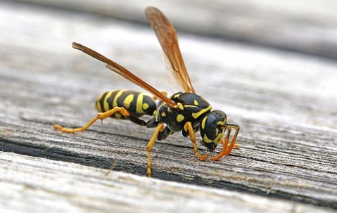 Wasps