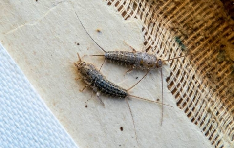 Silverfish