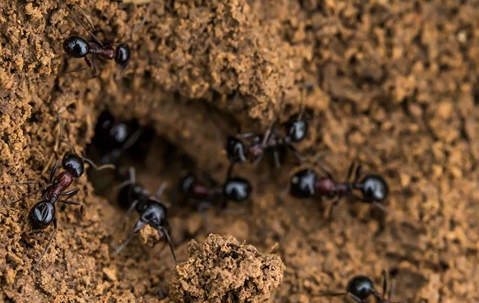 Ants