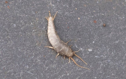 Silverfish