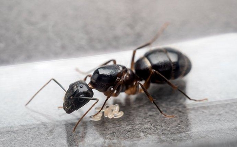 Ants