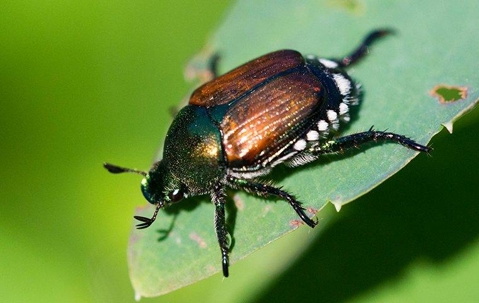 Beetles