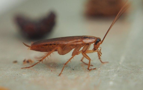 Roaches
