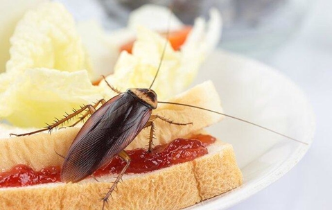 Cockroach