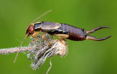 Earwigs