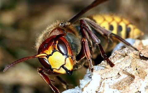 Wasps