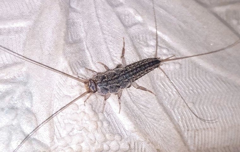 Silverfish