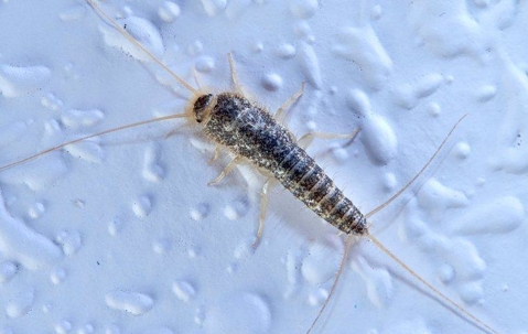 silverfish