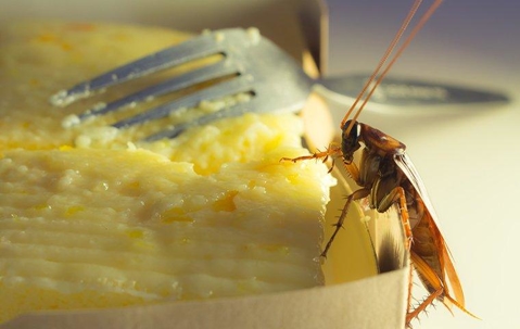 Roaches