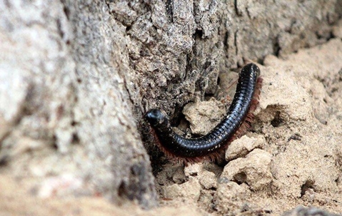 Millipedes