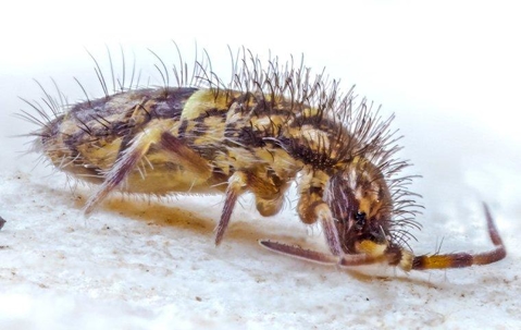 springtail