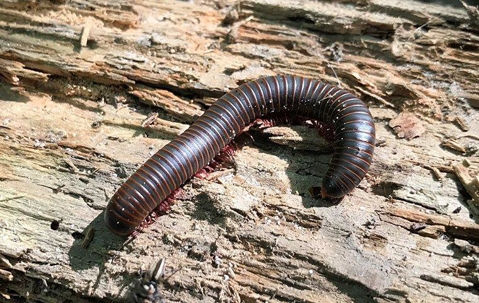 Millipede