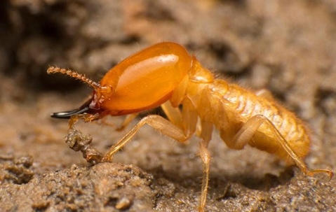 Termites