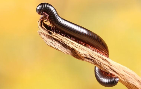 Millipede