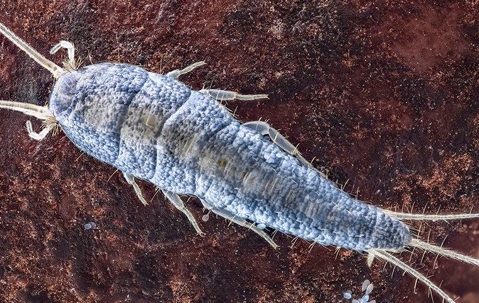 silverfish