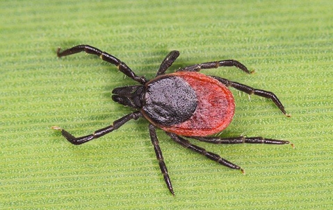 Ticks