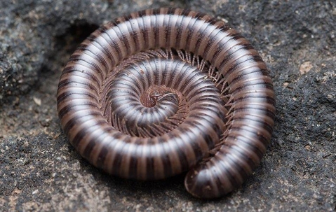Millipedes