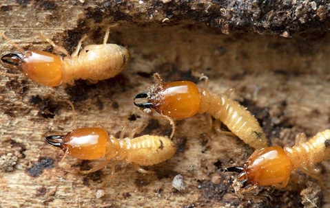 Termites