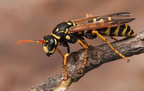 Wasps