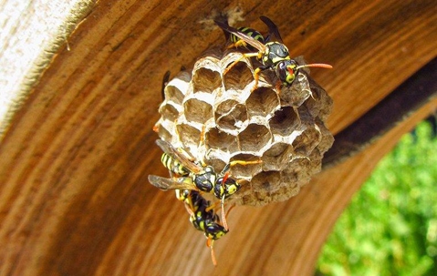 Wasps