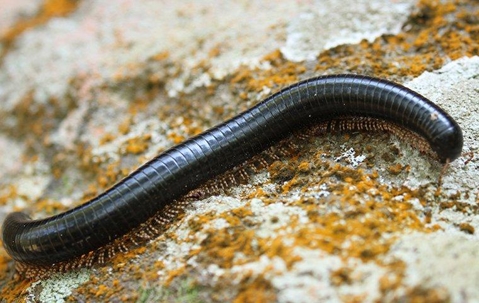 millipedes