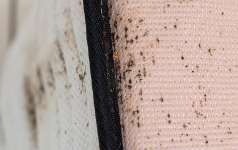 Bed Bugs