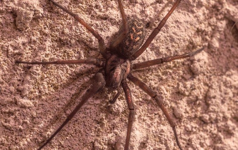 Spiders