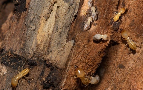 Termites