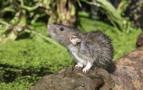 Rodents