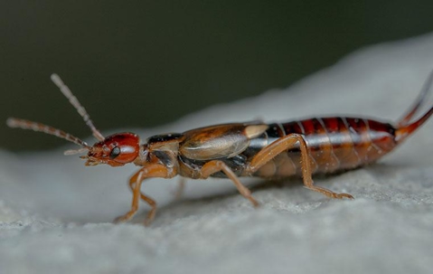 Earwig