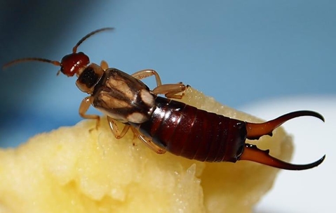 earwig