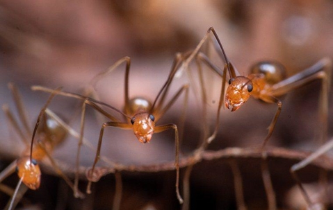Ants