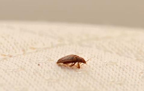 Pest Control