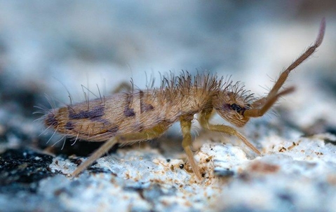springtails