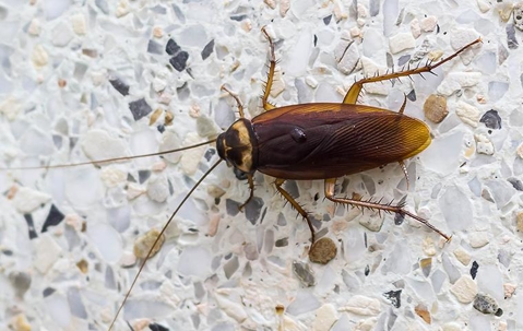 cockroaches