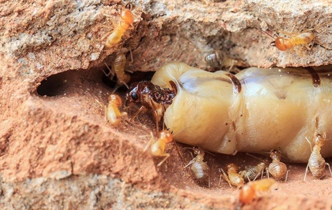 Termites