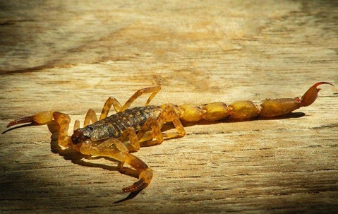 Scorpion