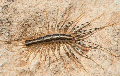 Centipede