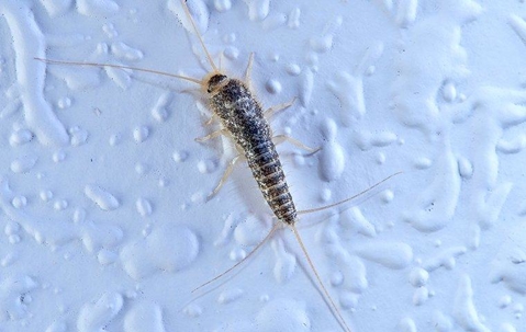 Silverfish