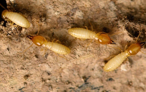 Termite