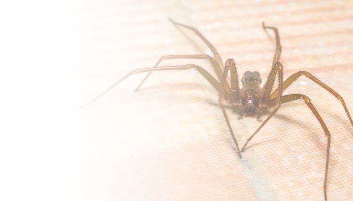 Brown Recluse Spiders