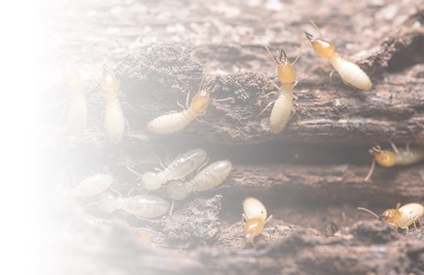 Termites
