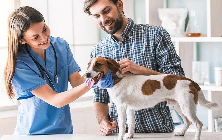 Veterinarian Hospitals