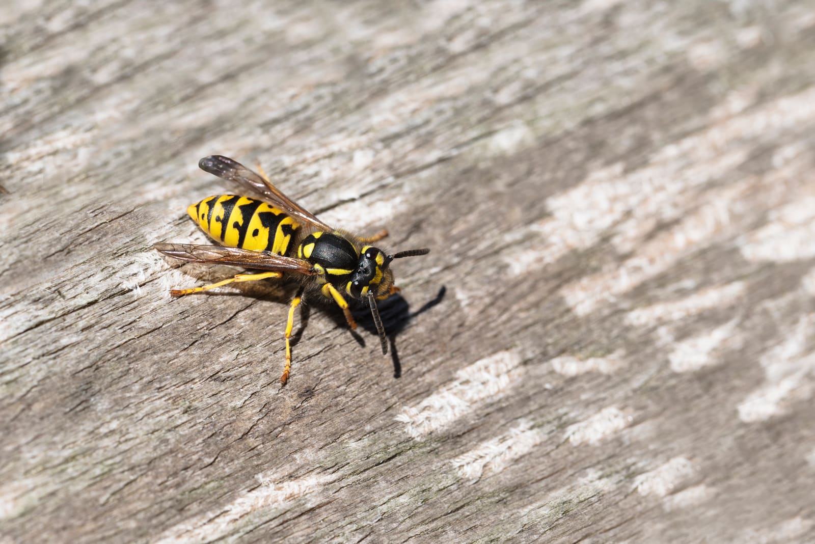 Yellowjacket on weathered wood