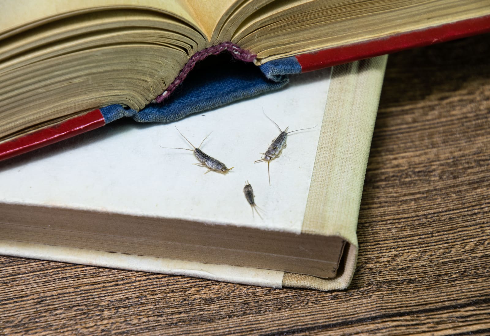 Silverfish on a book