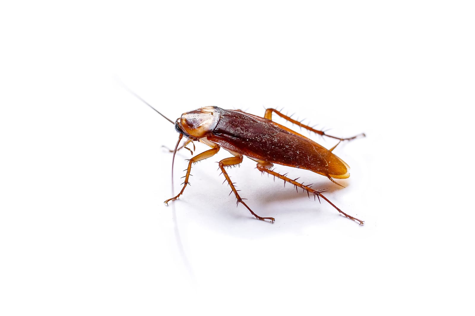 Cockroach on a white background