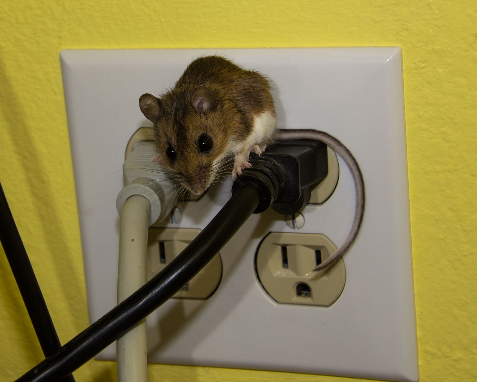House mouse on electrical wiring