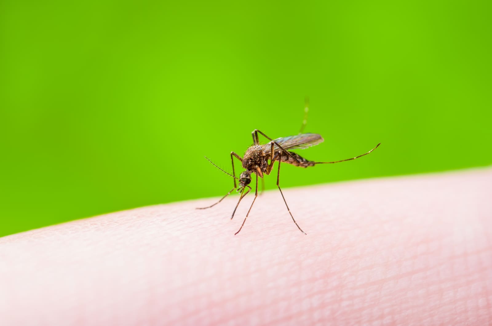 Mosquito macro on green background